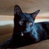 11月16日の新田店に参加する猫びよりの保護猫23