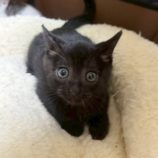 11月16日の新田店に参加する猫びよりの保護猫24