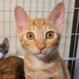 11月9日の新田店に参加する猫のへやの保護猫01