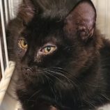 11月9日の新田店に参加する猫のへやの保護猫02