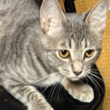 11月9日の新田店に参加する猫のへやの保護猫05