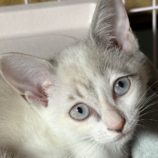 11月9日の新田店に参加する猫のへやの保護猫06