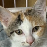 11月9日の新田店に参加する猫のへやの保護猫07