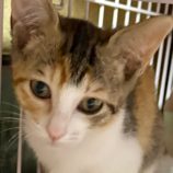 11月9日の新田店に参加する猫のへやの保護猫09