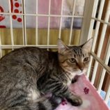 11月15日の八千代店に参加する花ねこ千葉の保護猫01