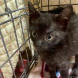 11月15日の八千代店に参加する花ねこ千葉の保護猫02