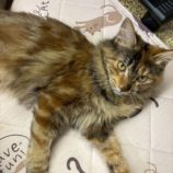 11月15日の八千代店に参加する花ねこ千葉の保護猫04