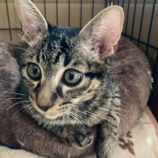 11月15日の八千代店に参加する花ねこ千葉の保護猫05