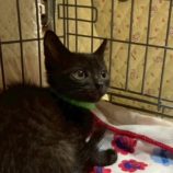 11月15日の八千代店に参加する花ねこ千葉の保護猫06