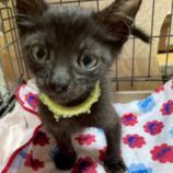 11月15日の八千代店に参加する花ねこ千葉の保護猫07