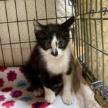 11月15日の八千代店に参加する花ねこ千葉の保護猫09