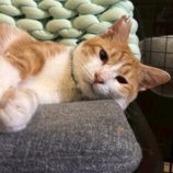 11月15日の八千代店に参加する花ねこ千葉の保護猫11