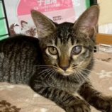 11月15日の八千代店に参加する花ねこ千葉の保護猫12