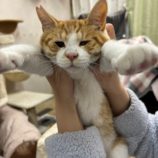 11月15日の八千代店に参加する花ねこ千葉の保護猫13