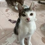 11月15日の八千代店に参加する花ねこ千葉の保護猫15