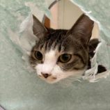 11月15日の八千代店に参加する花ねこ千葉の保護猫17