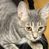 11月23日の吉岡店に参加する猫のへやの保護猫01