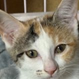 11月23日の吉岡店に参加する猫のへやの保護猫03