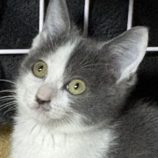 11月23日の吉岡店に参加する猫のへやの保護猫04