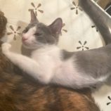 11月23日の吉岡店に参加する猫のへやの保護猫06