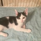 11月23日の吉岡店に参加する猫のへやの保護猫07