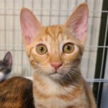 11月23日の吉岡店に参加する猫のへやの保護猫08