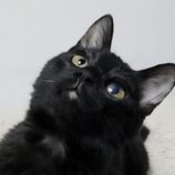 11月23日の吉岡店に参加する猫のへやの保護猫09