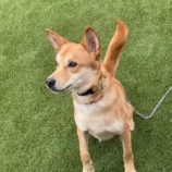 11月23日の新田店に参加する命こそ宝の保護犬01