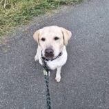 11月23日の新田店に参加する命こそ宝の保護犬02