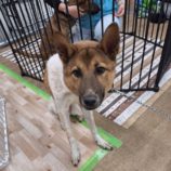 11月23日の新田店に参加する命こそ宝の保護犬04