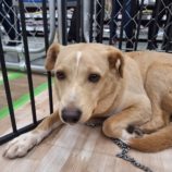 11月23日の新田店に参加する命こそ宝の保護犬05