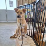 11月23日の新田店に参加する命こそ宝の保護犬06