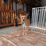 11月23日の新田店に参加する命こそ宝の保護犬07