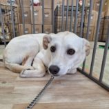 11月23日の新田店に参加する命こそ宝の保護犬08