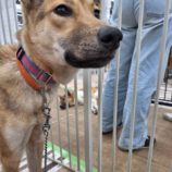 11月23日の新田店に参加する命こそ宝の保護犬09