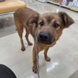 11月23日の新田店に参加する命こそ宝の保護犬10
