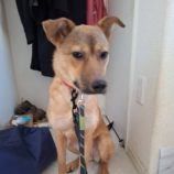 11月23日の新田店に参加する命こそ宝の保護犬11