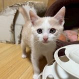12月7日の千葉店に参加する花ねこ千葉の保護猫02