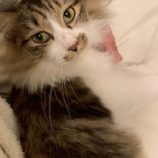 12月7日の千葉店に参加する花ねこ千葉の保護猫03