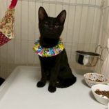 12月7日の千葉店に参加する花ねこ千葉の保護猫04