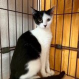 12月7日の千葉店に参加する花ねこ千葉の保護猫05