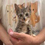 12月7日の千葉店に参加する花ねこ千葉の保護猫06