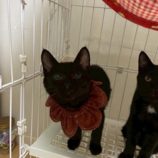 12月7日の千葉店に参加する花ねこ千葉の保護猫07