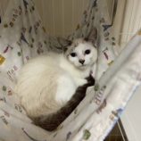 12月7日の千葉店に参加する花ねこ千葉の保護猫08