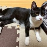 12月7日の千葉店に参加する花ねこ千葉の保護猫09