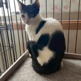 12月7日の千葉店に参加する花ねこ千葉の保護猫10