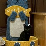 12月7日の千葉店に参加する花ねこ千葉の保護猫11