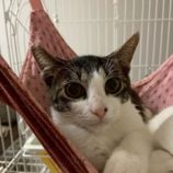 12月7日の千葉店に参加する花ねこ千葉の保護猫12