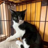 12月7日の千葉店に参加する花ねこ千葉の保護猫14