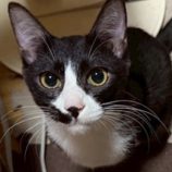 12月7日の千葉店に参加する花ねこ千葉の保護猫15